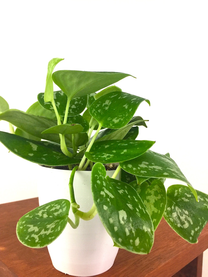 Satin Pothos Air Purifying Live Indoor Plant Easy Care Etsy
