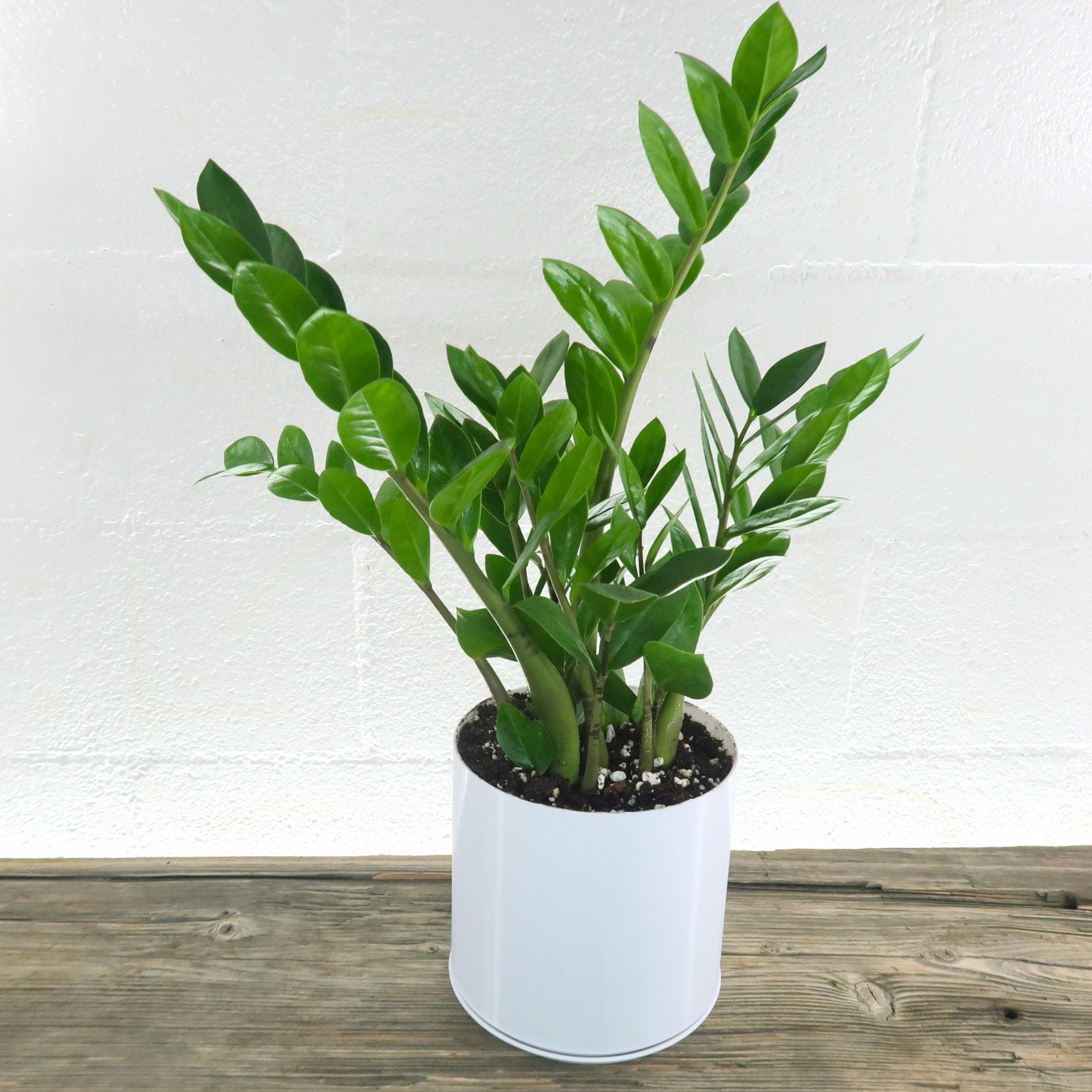 Large ZZ Plant Zamioculcas Zamiifolia Live House Plant   Super Easy Care  Indoor Plant, White Planter, Gardening, Office, Home, Present