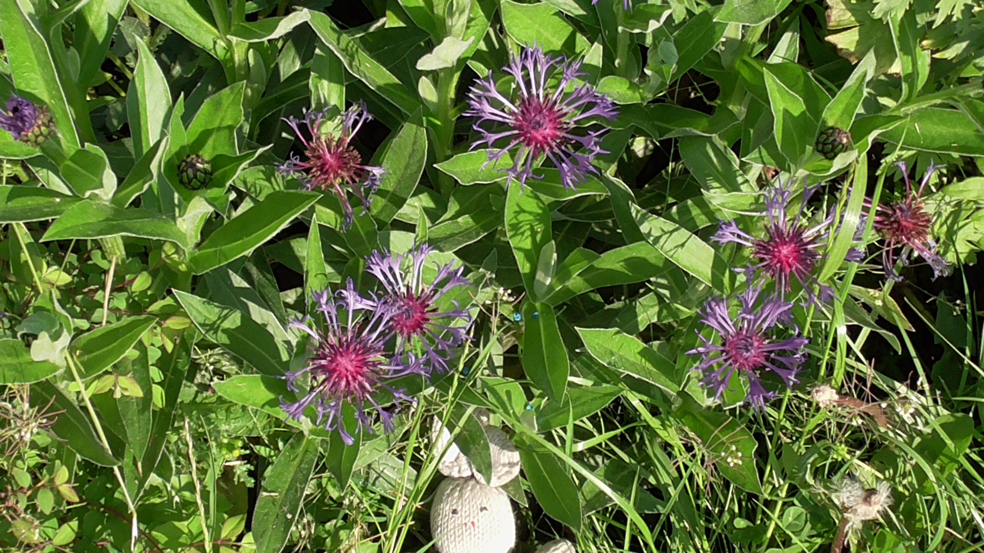 Three Bachelor's Buttons Plants in a 1 Litre Pot at Least 5 Inches Tall