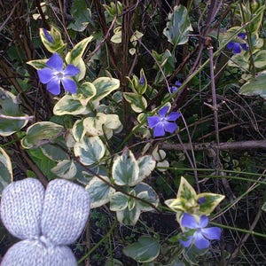 May include: A garden scene with bright blue flowers and variegated green and cream leaves. A light grey knitted bunny is visible in the foreground. The flowers have five petals.