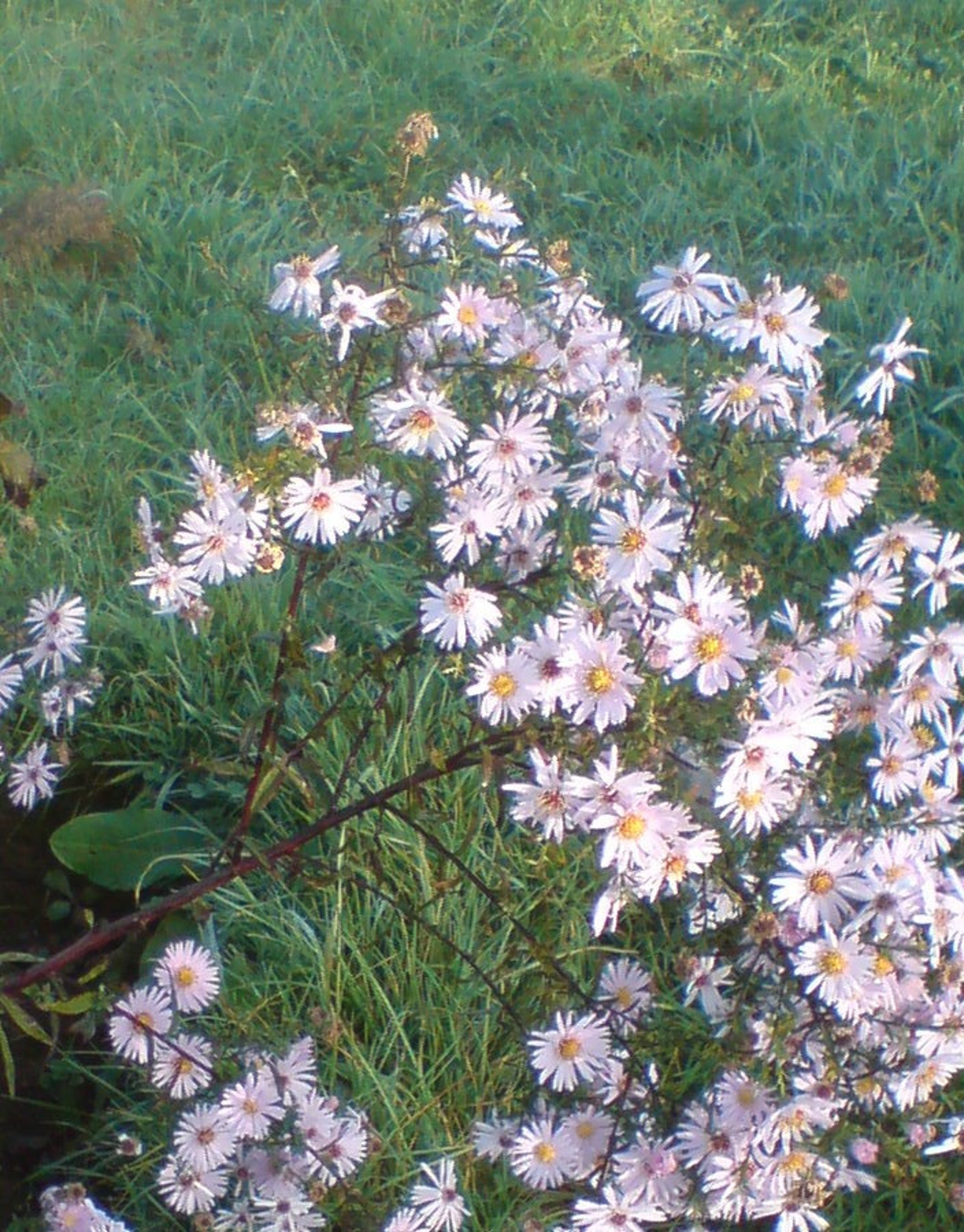 Two Michaelmas Daisy plants 6 inches tall posting barerooted Etsy