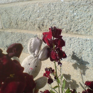 May include: A small, light beige knitted rabbit toy with simple embroidered eyes and a pink nose, partially obscured by deep red flowers with green stems, positioned against a textured grey concrete block wall.