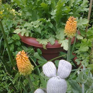 One Orange Hot Poker Plant  6 inches tall barerooted. Perennial Flowers in 2026