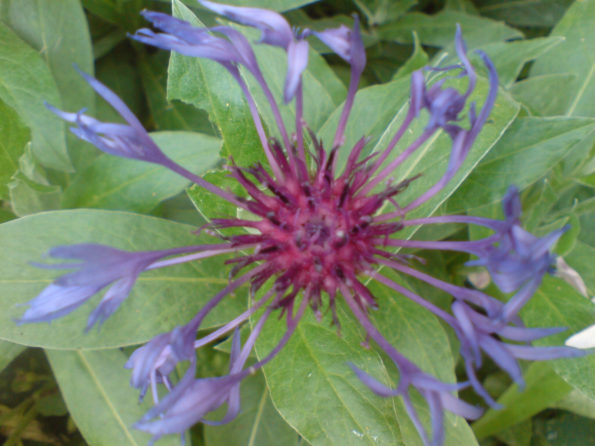 Three Bachelor's Buttons Plants in a 1 Litre Pot at Least 5 Inches Tall