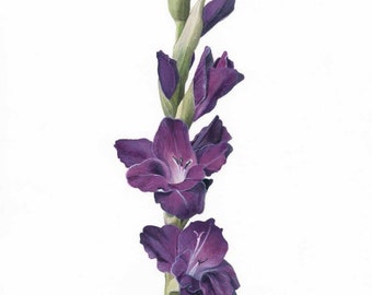 Purple Gladiolus Fine Art Print