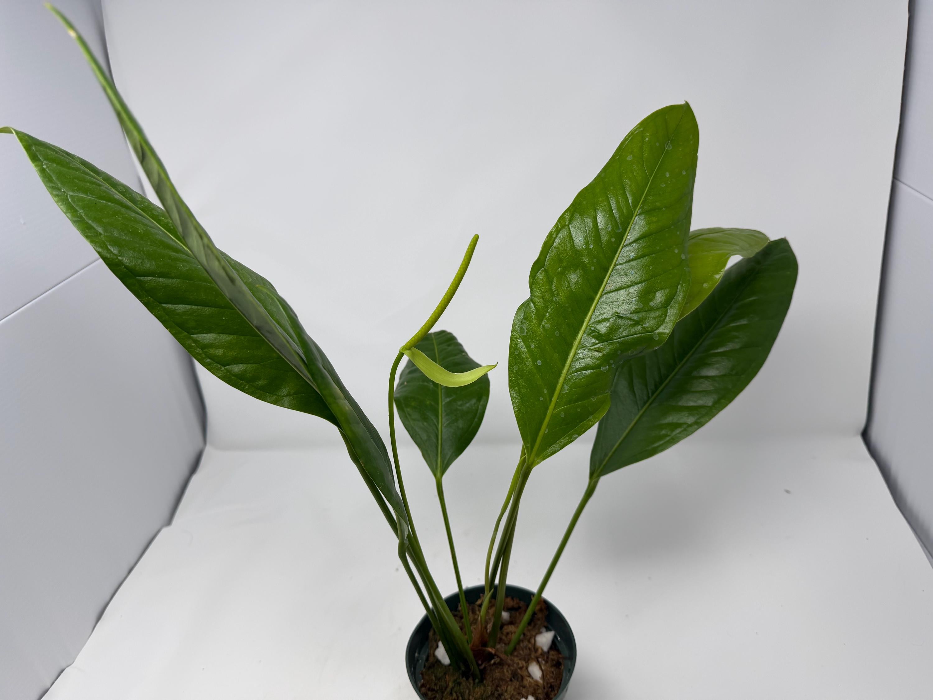 Anthurium Gracile - Etsy