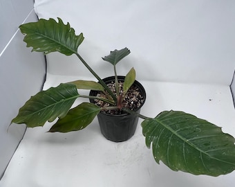 Philodendron Luxurians Choco Tissue Culture (5 Items/bag) - Etsy