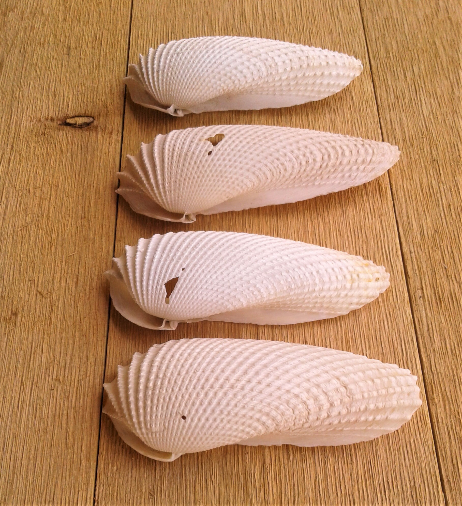4 Large Angel Wing Shells In Average Condition