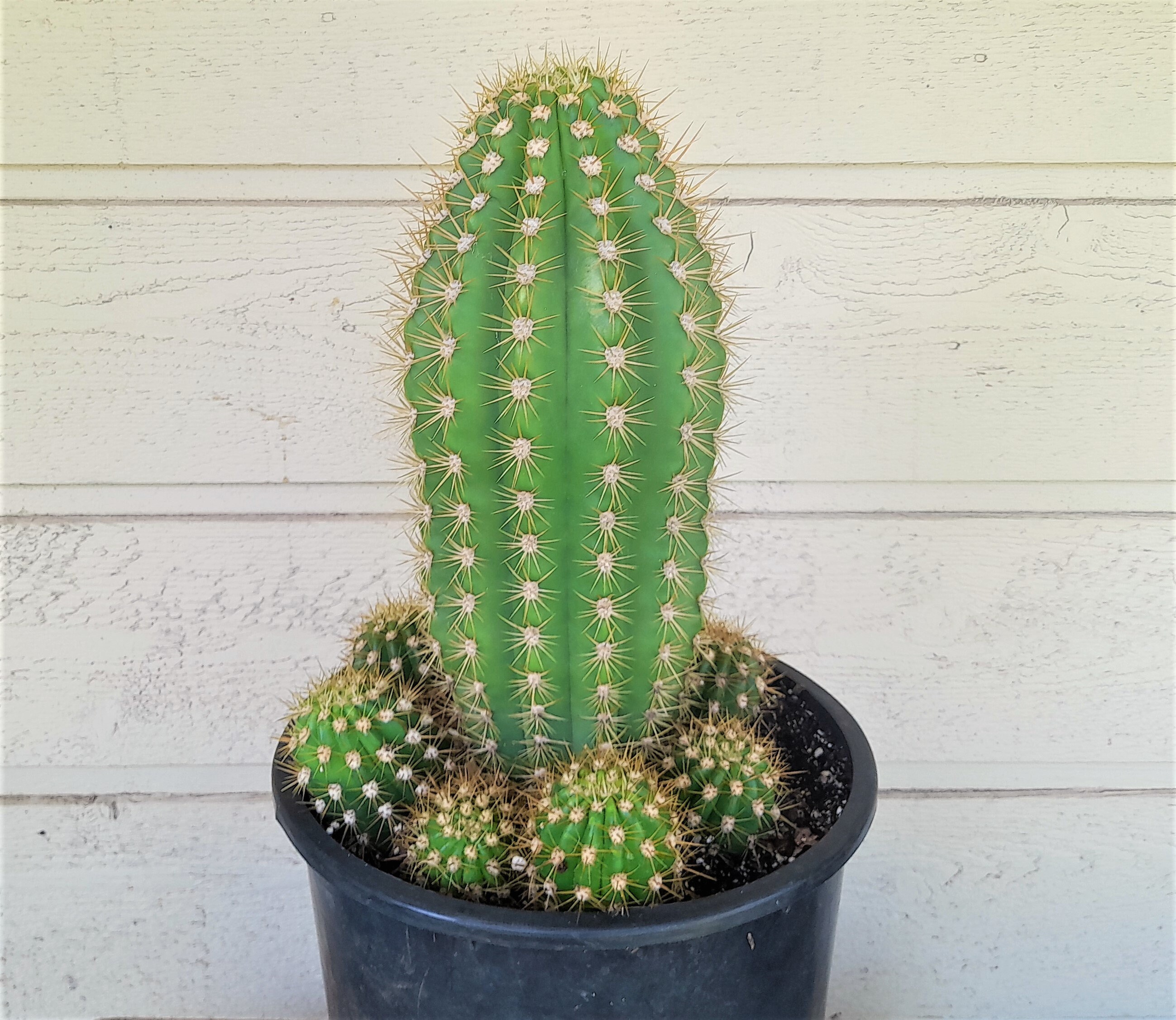 Trichocereus Grandiflora Sun Goddess, 5 Gallon Hybrid Torch Cactus