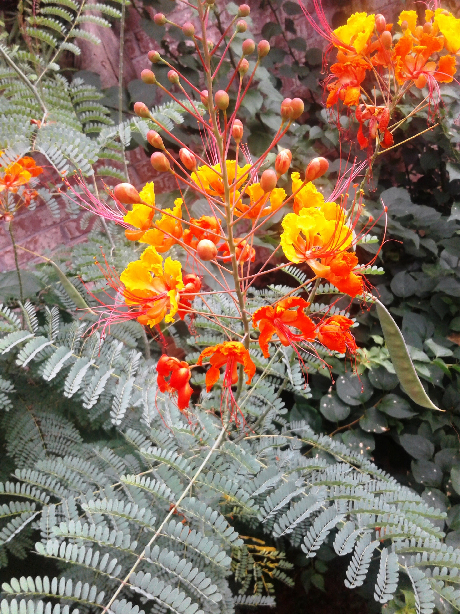 Pride Of Barbados Plants, US Priority Shipping Included