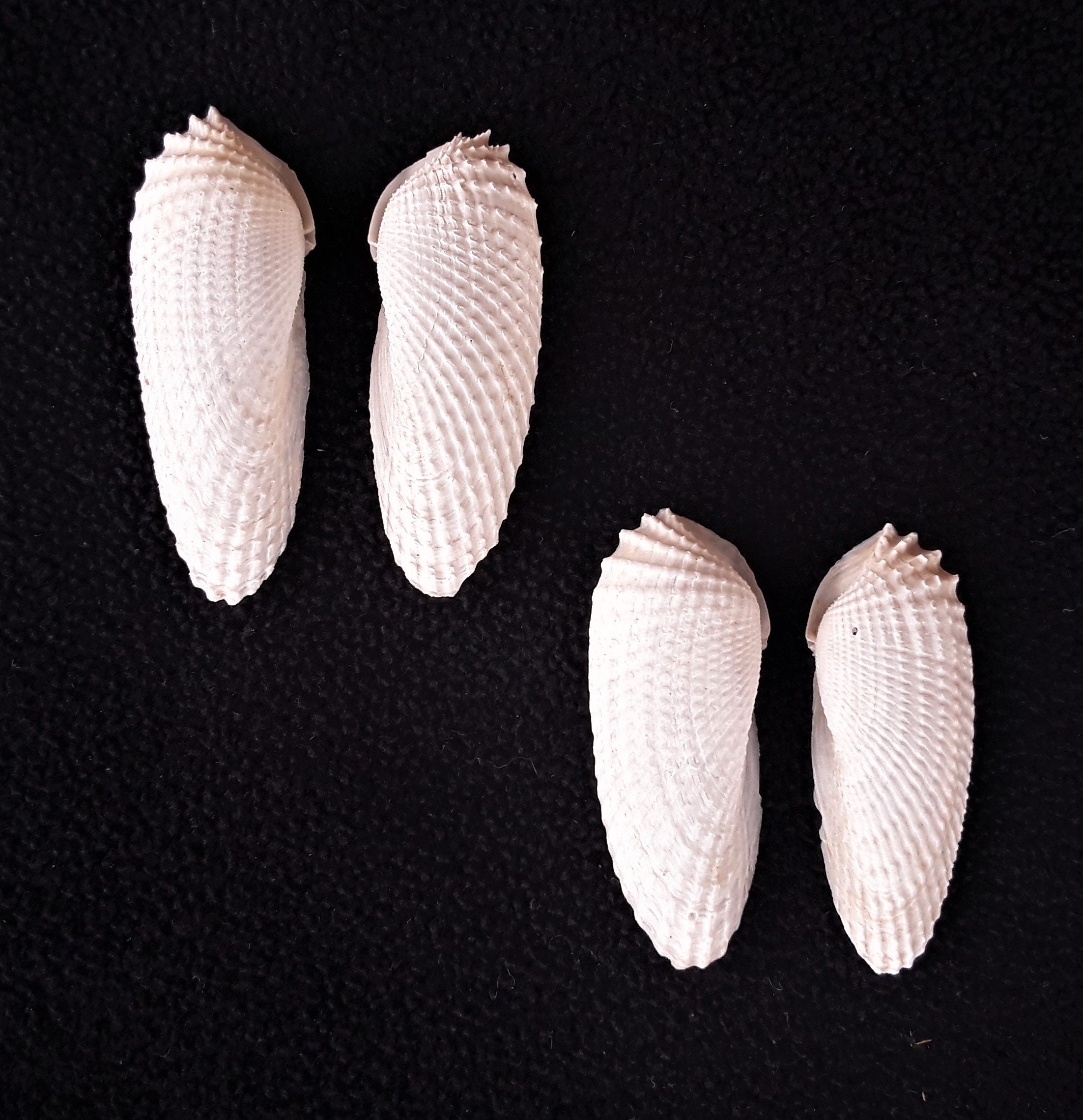 RARE Extra Small Angel Wing Shells, 2 Sets (4 Shells), Great Condition