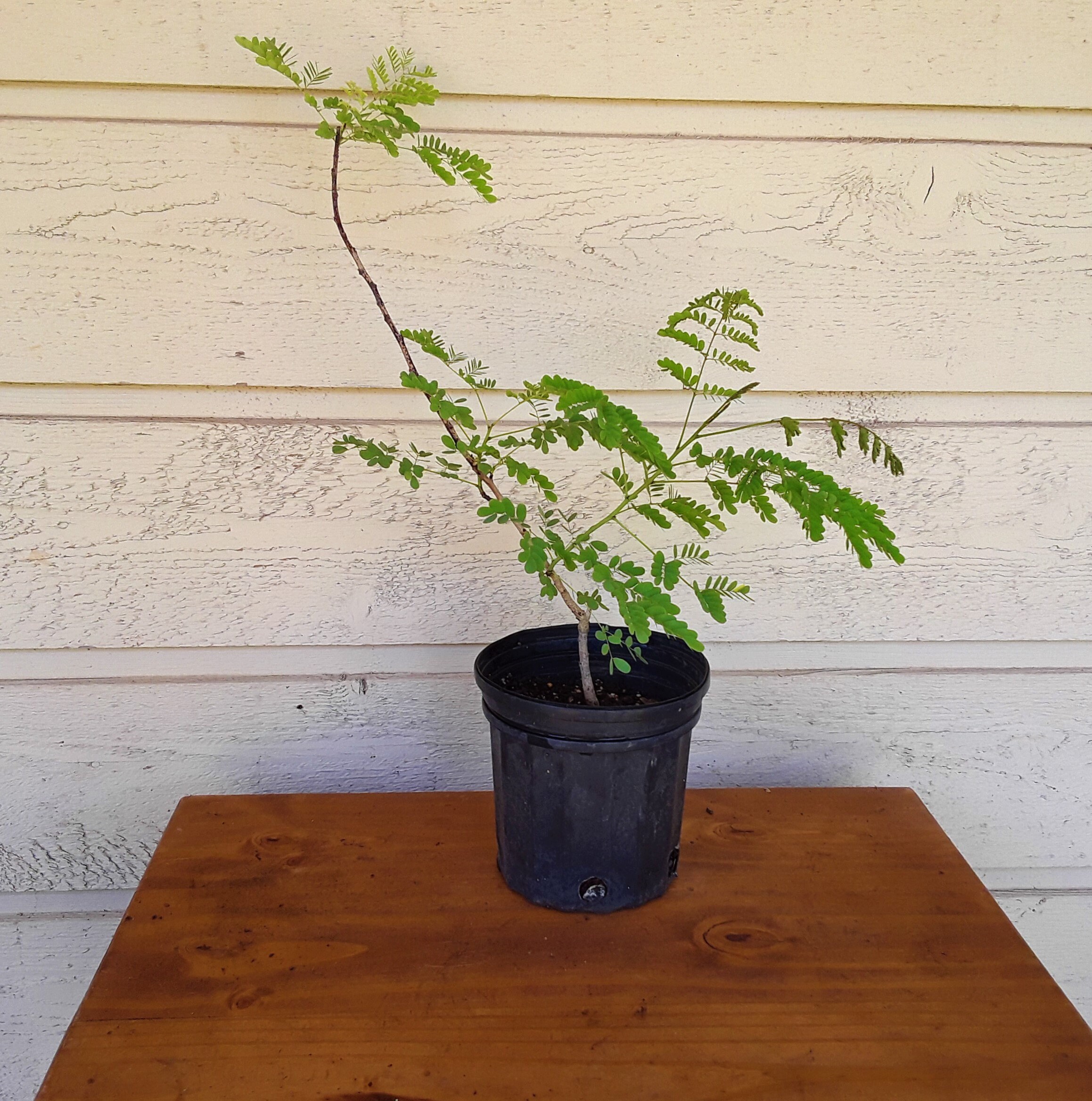 Pride Of Barbados Plants, US Priority Shipping Included