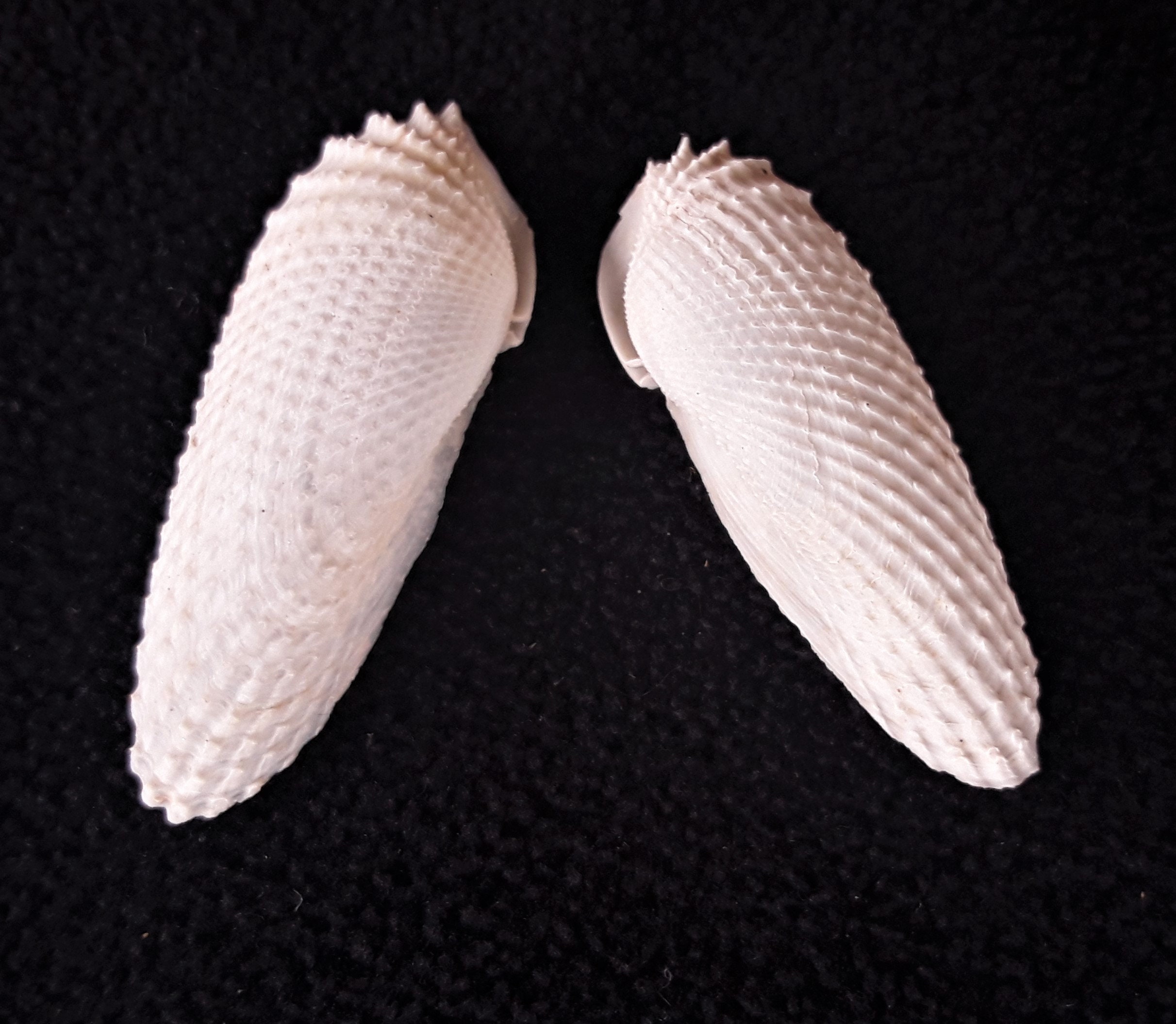 RARE Extra Small Angel Wing Shells, 2 Sets (4 Shells), Great Condition