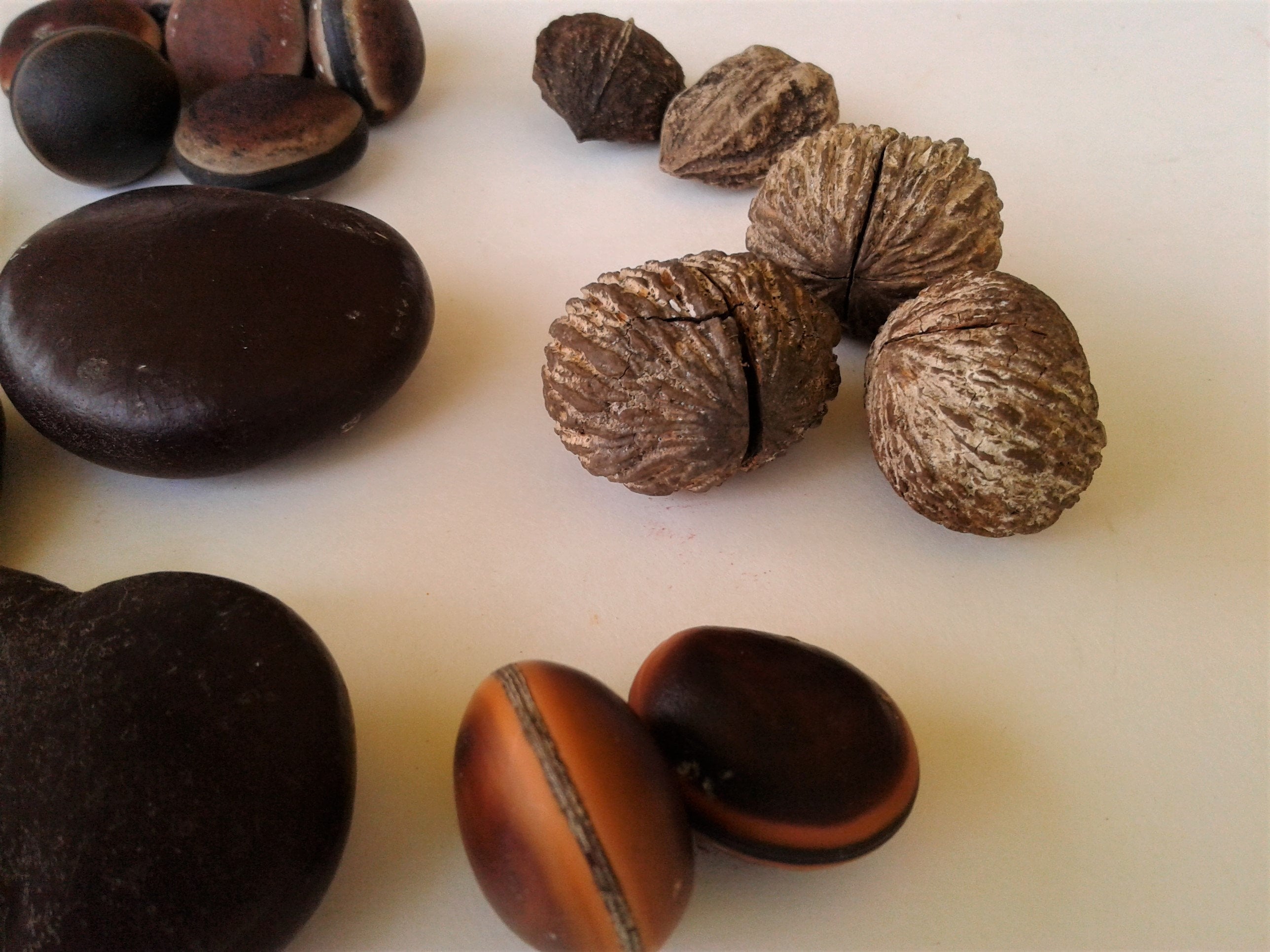 Drift Seed / Sea Bean Assortment, 31 Pieces