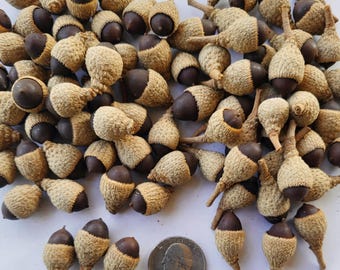 Acorns With Caps, Dried With or Without Stems, 1 or 2 Cups -  Free US Shipping