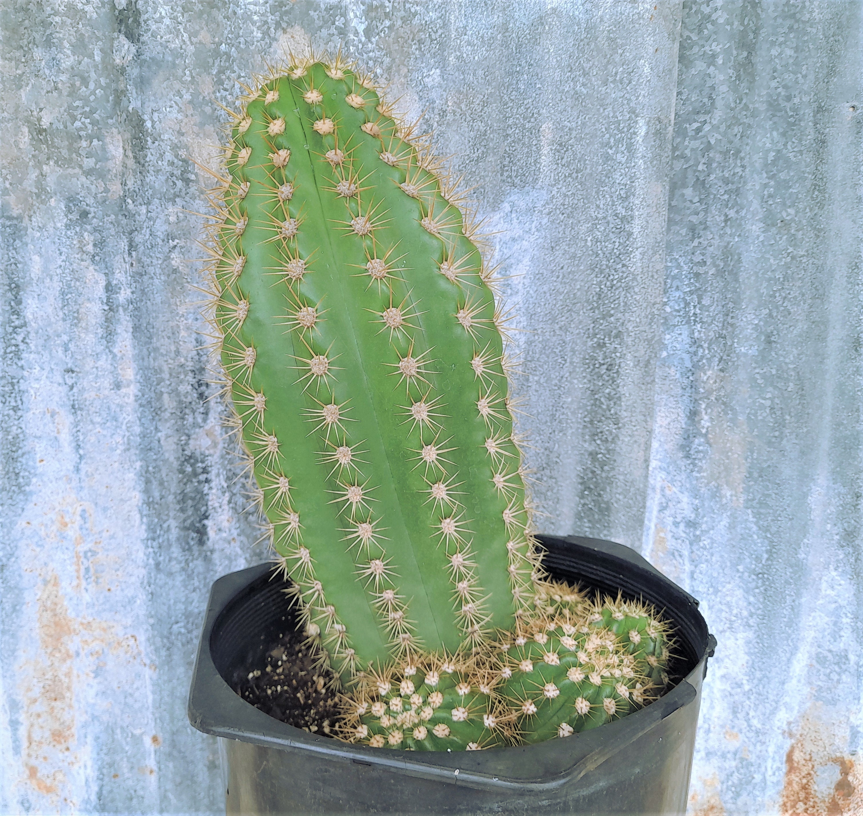 LARGE Trichocereus Grandiflora Sun Goddess, 5 Gallon Hybrid Torch