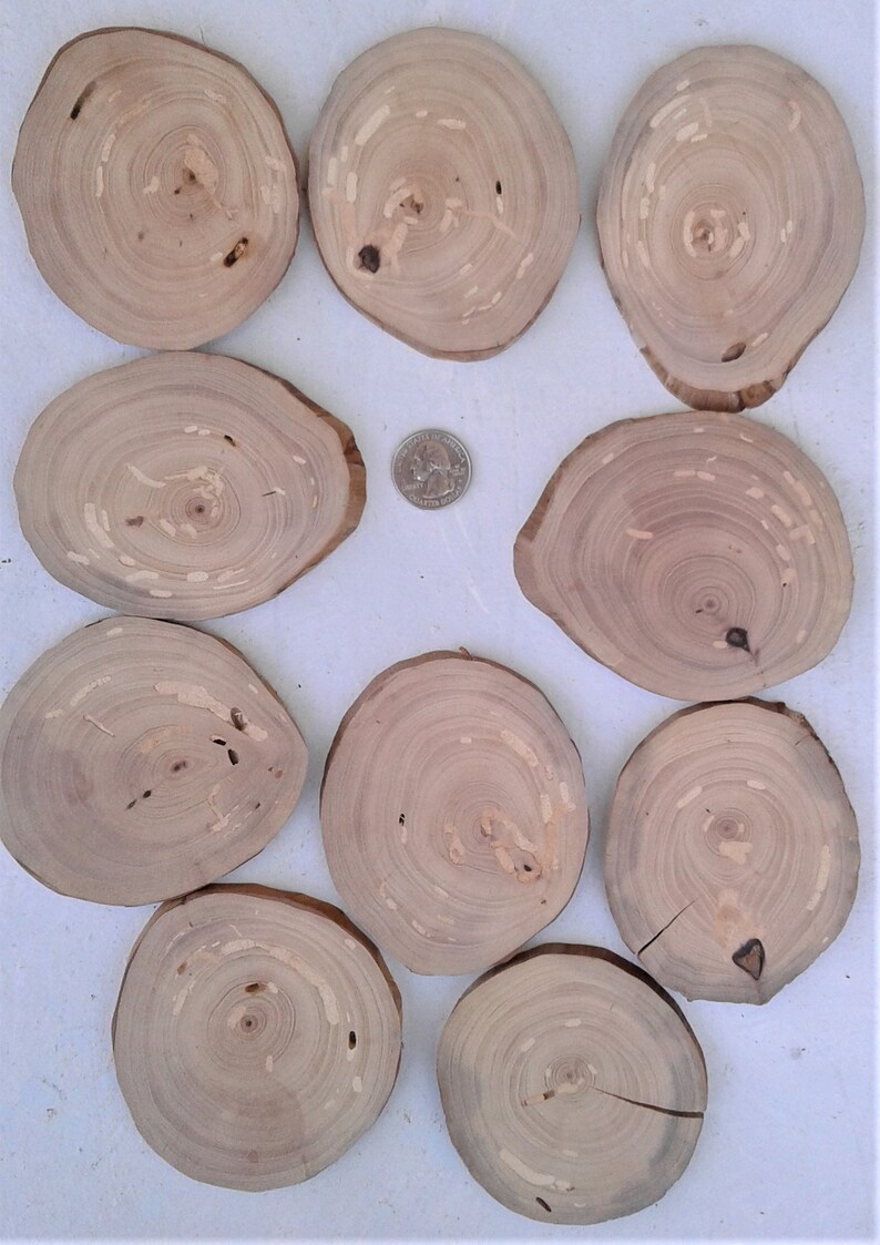 Elm Oak Mountain Cedar 50 Piece Tree Slice Assortment Red Cedar