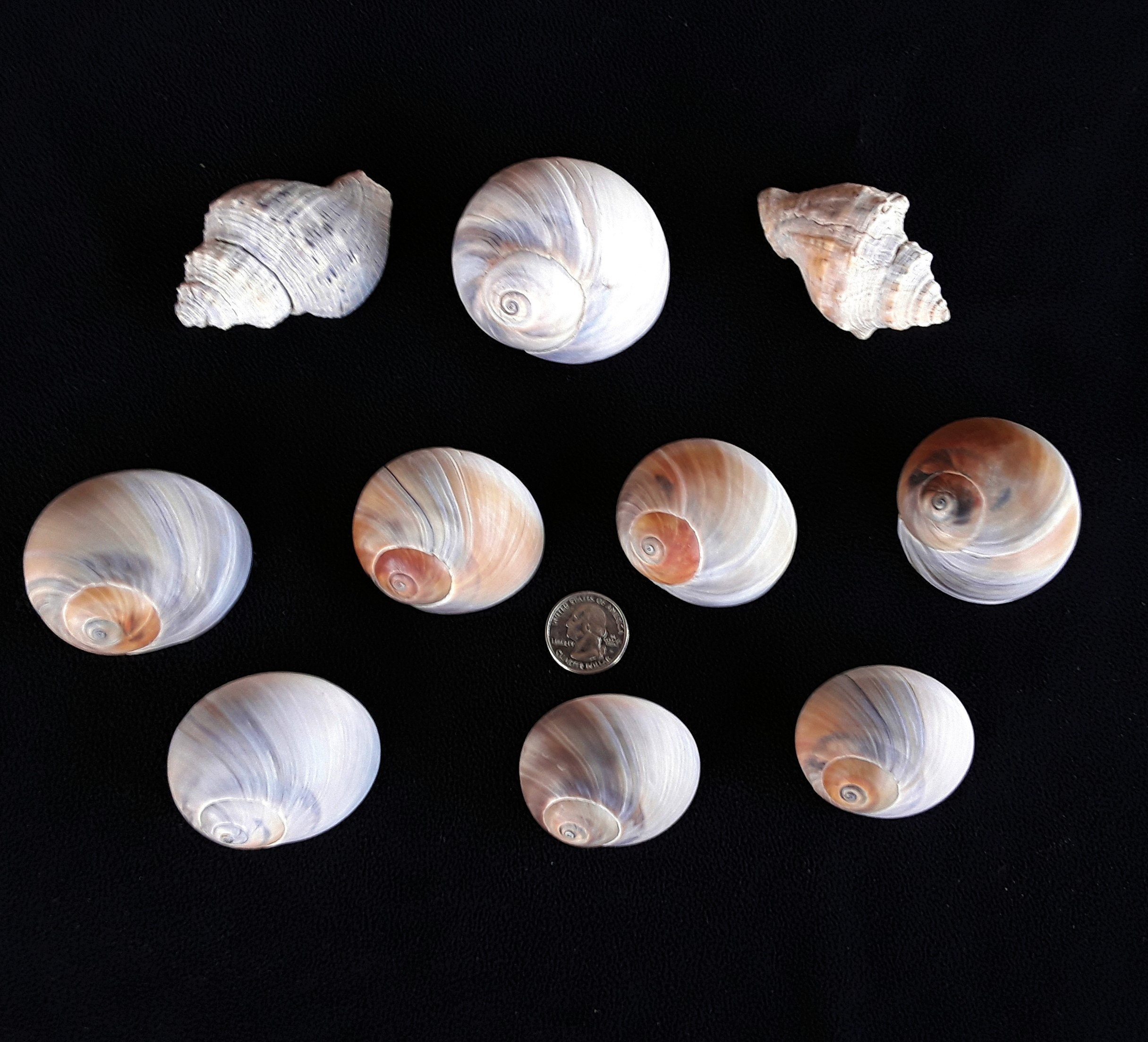 Larger Hermit Crab Shells, Set of 10, US Shipping Included