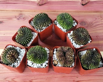 Gymnocalycium Inermis Cristata, Choose Exact Plant - Free US Shipping