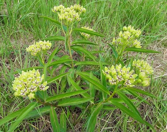 Antelope Horns Milkweed Seeds: Monarch & Bee Garden