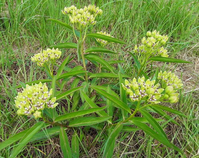 Antelope Horns Milkweed Seeds,  50/100/200 - Great for Monarchs and Bees - Free US Shipping