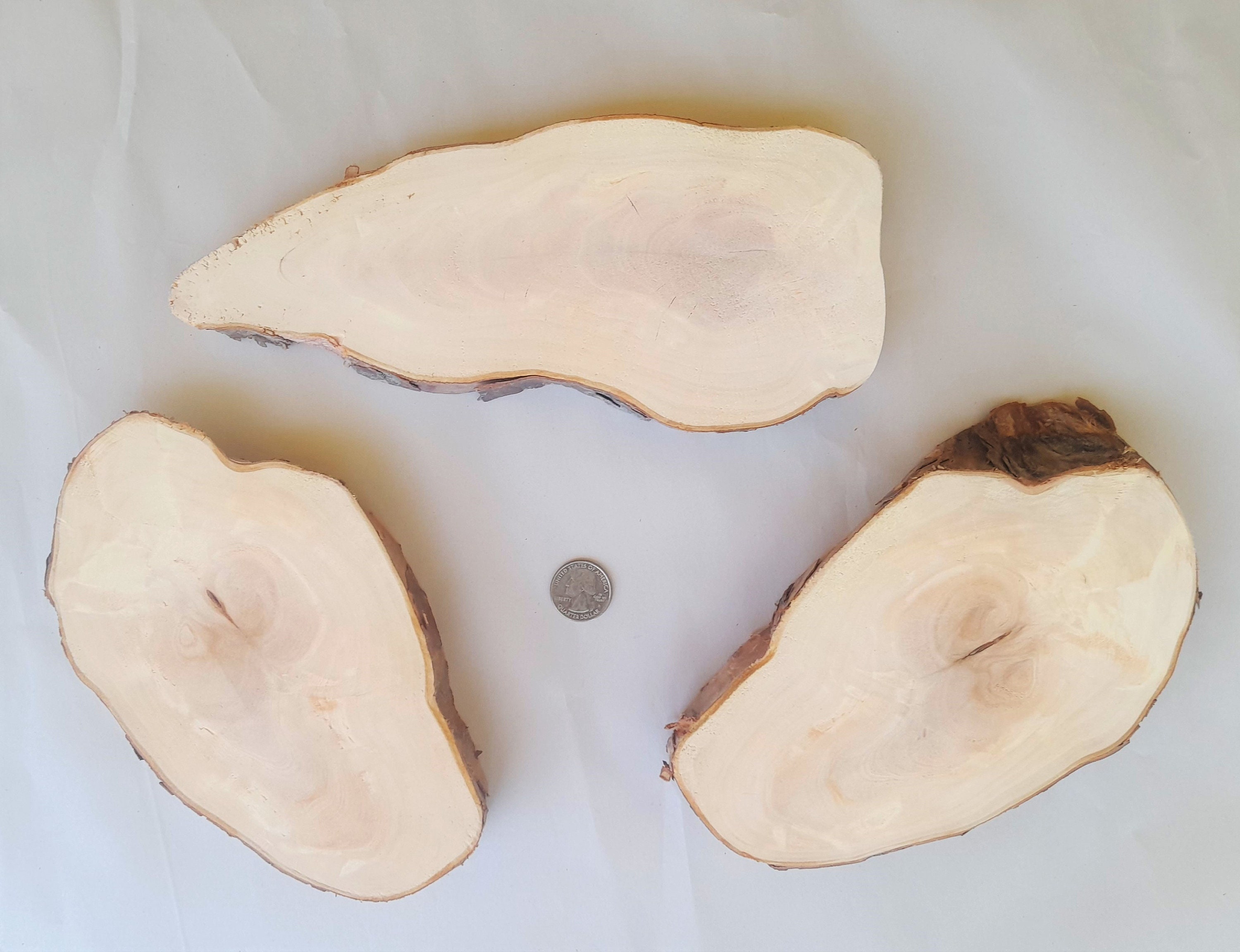 cypress-knee-slice-sets-two-sizes-free-us-shipping