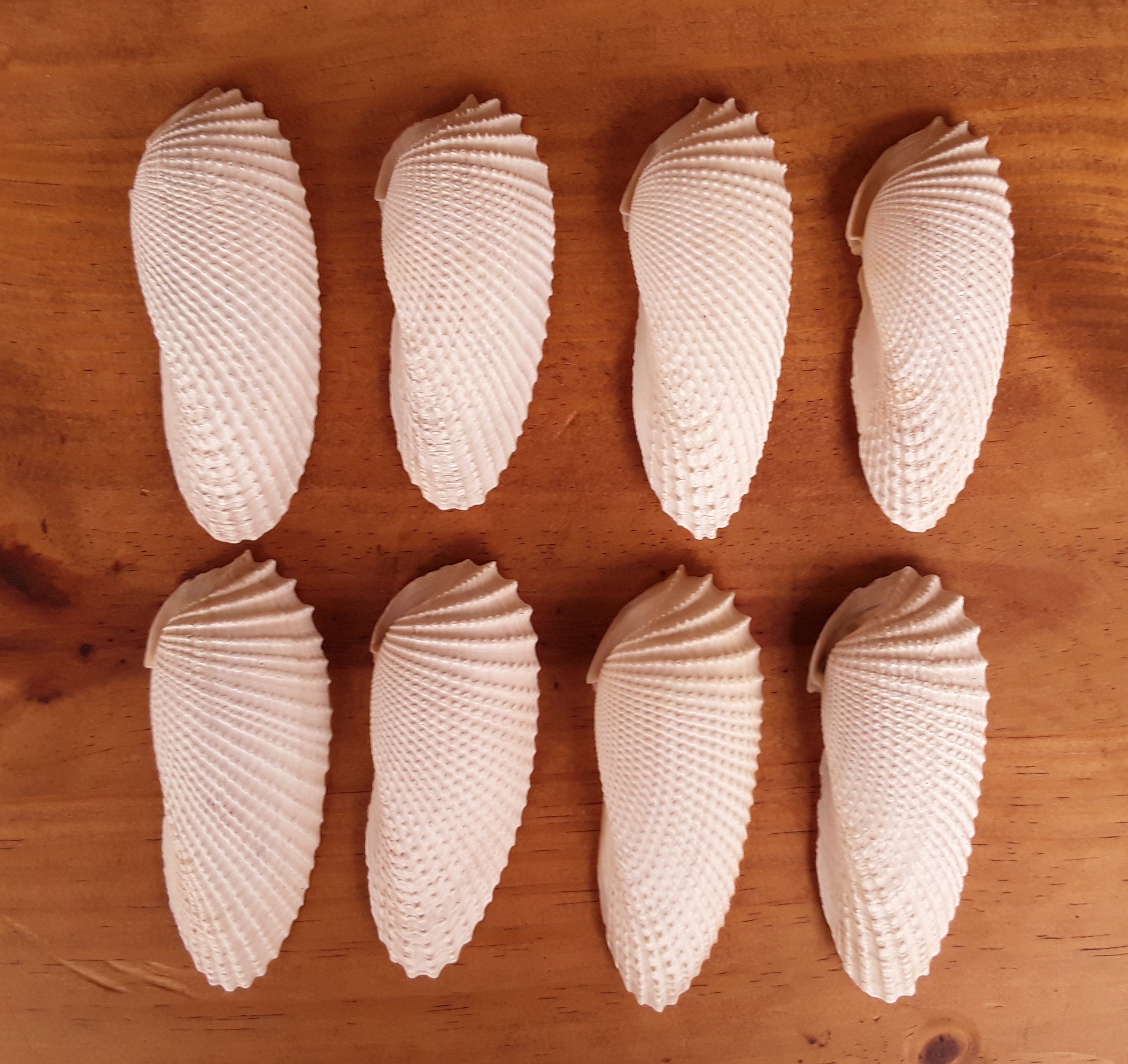 Eight Medium Angel Wing Shells In Great Condition, FREE US Shipping
