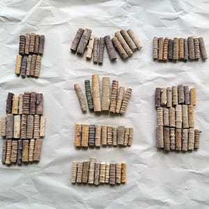 Crinoid Stem Fossils, Longer Specimens - Free US Shipping