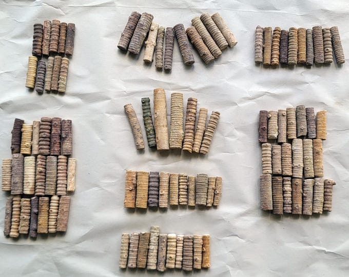 Crinoid Stem Fossils, Longer Specimens - Free US Shipping
