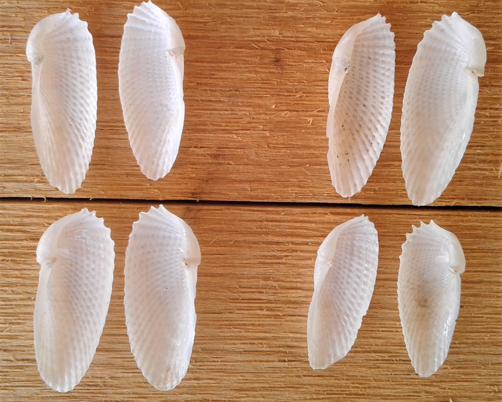 RARE Extra Small Angel Wing Shells, 4 Sets (8 Shells), Great Condition
