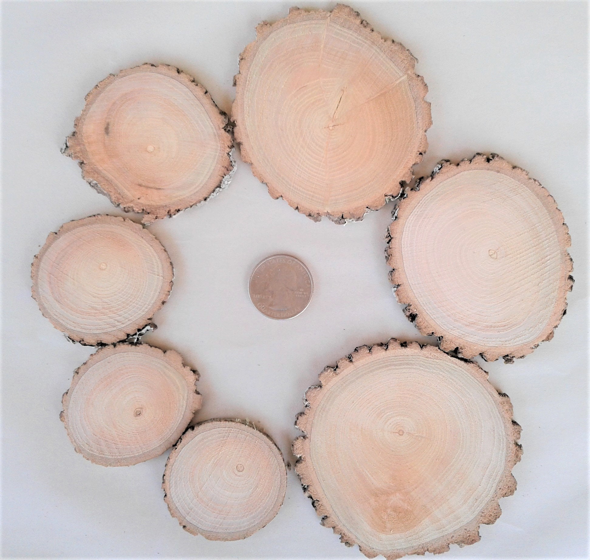 25 Arizona Ash Tree Slices, Two Sizes Available, FREE US Shipping