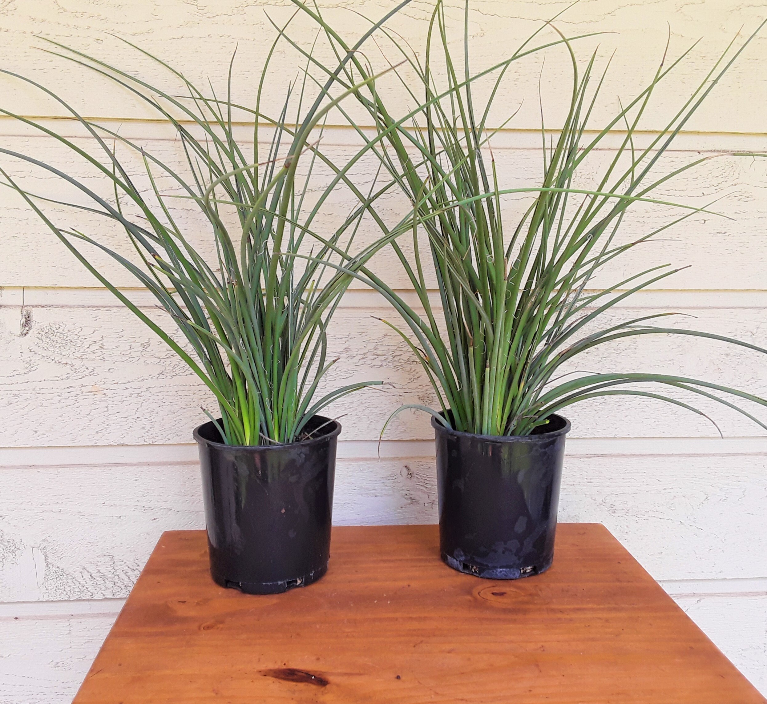 Live Red Yucca Plants, FREE US SHIPPING