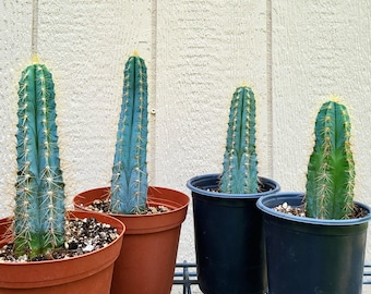Blue Torch Cactus, Two Sizes, Pilosocereus Azureus - Free US Shipping