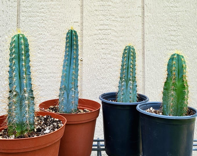 Blue Torch Cactus, Two Sizes, Pilosocereus Azureus - Free US Shipping