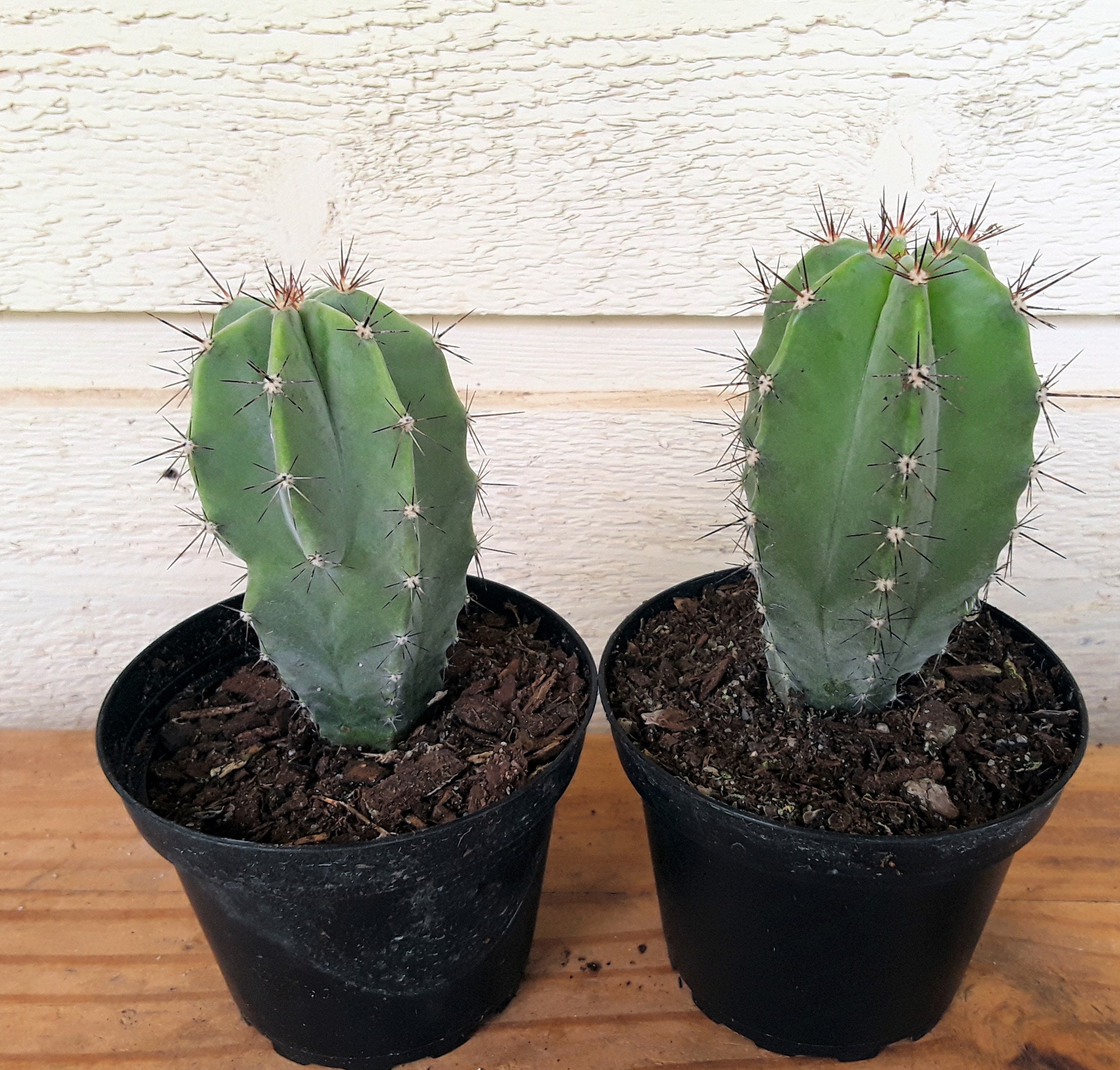 Gray Ghost Organ Pipe Cactus