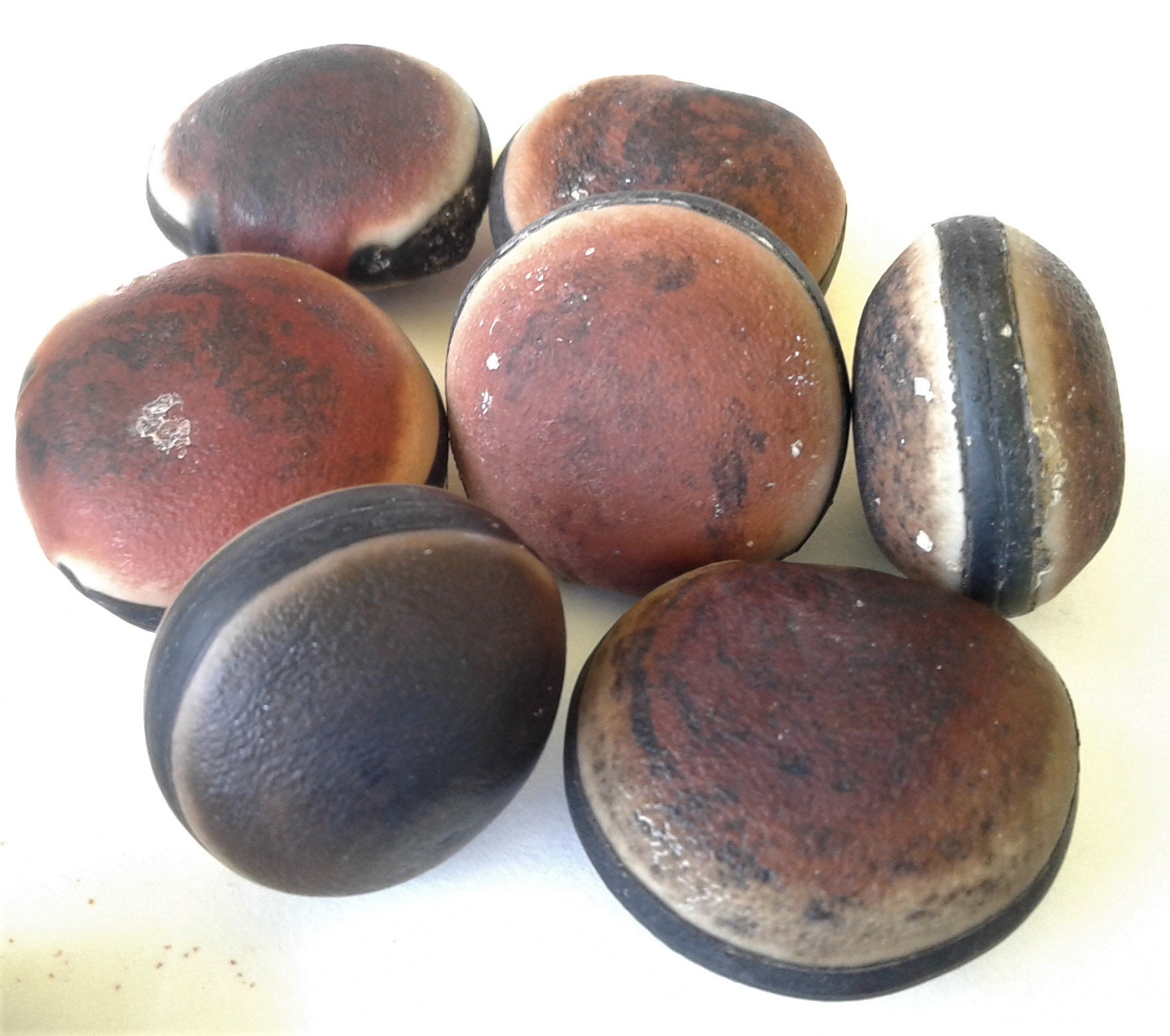 Drift Seed / Sea Bean Assortment, 31 Pieces
