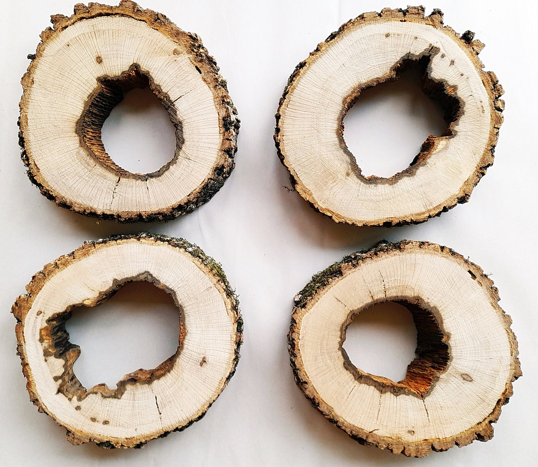 Hollow Oak Slices, 1 or 2 Large Pieces Free US Shiipping Etsy