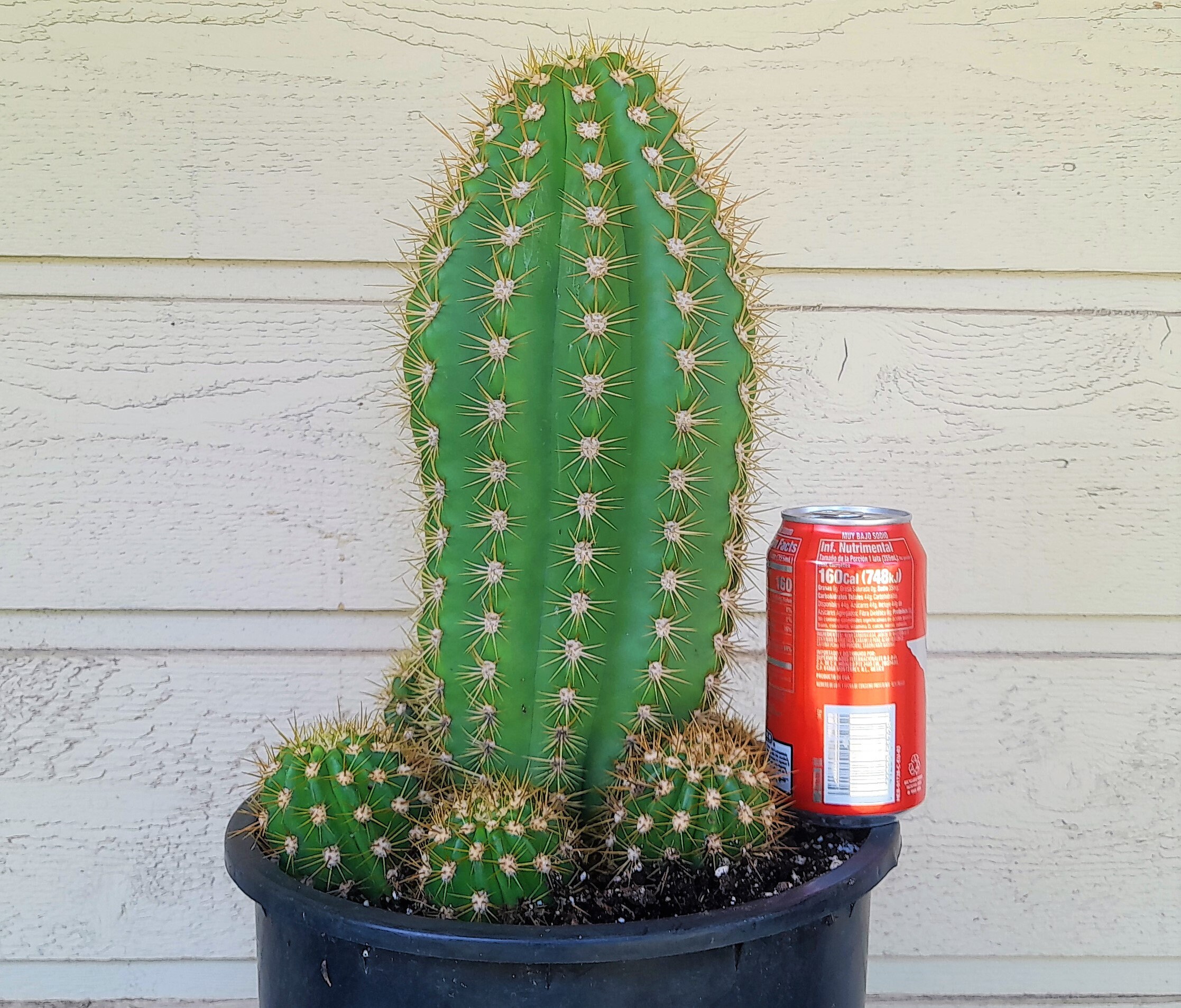 Trichocereus Grandiflora Sun Goddess, 5 Gallon Hybrid Torch Cactus