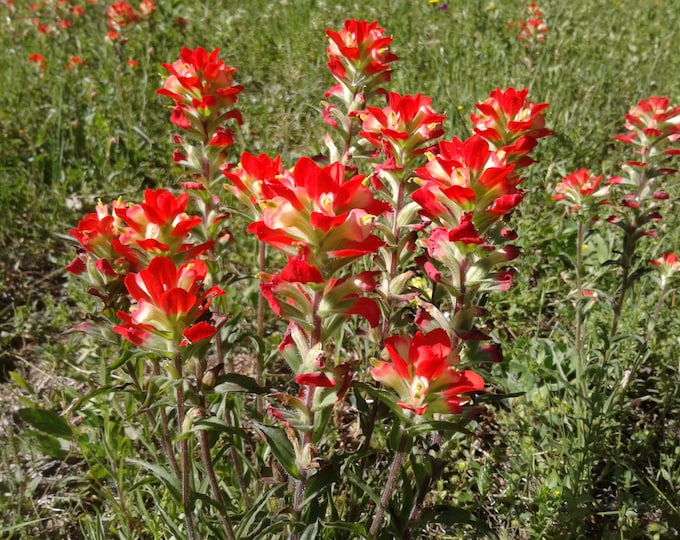 Indian Paintbrush Seeds, 2,500 to 20,000, 2025 Harvest - Free Shipping