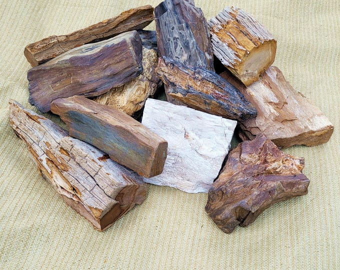 CLEARANCE - Larger Petrified Wood Pieces, 24 To Choose From - Free US Shipping