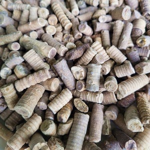 Crinoid Stem Fossils, 8 Ounces to 3 pounds Bulk - Free US Shipping