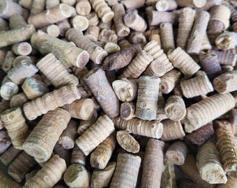 Crinoid Stem Fossils, 8 Ounces to 3 pounds Bulk - Free US Shipping