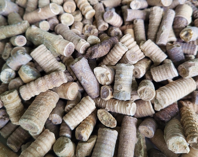 Crinoid Stem Fossils, 8 Ounces to 3 pounds Bulk - Free US Shipping