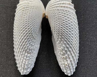 Angel Wing Seashell Set – Texas Coastal Decor (3-1/16 inch)