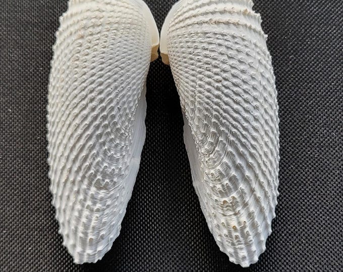 Angel Wing Seashell Set – Texas Coastal Decor (3-1/16 inch)