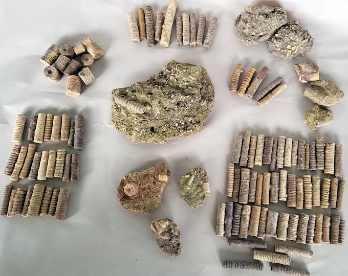 Crinoid Fossil Specimens - Free US Shipping
