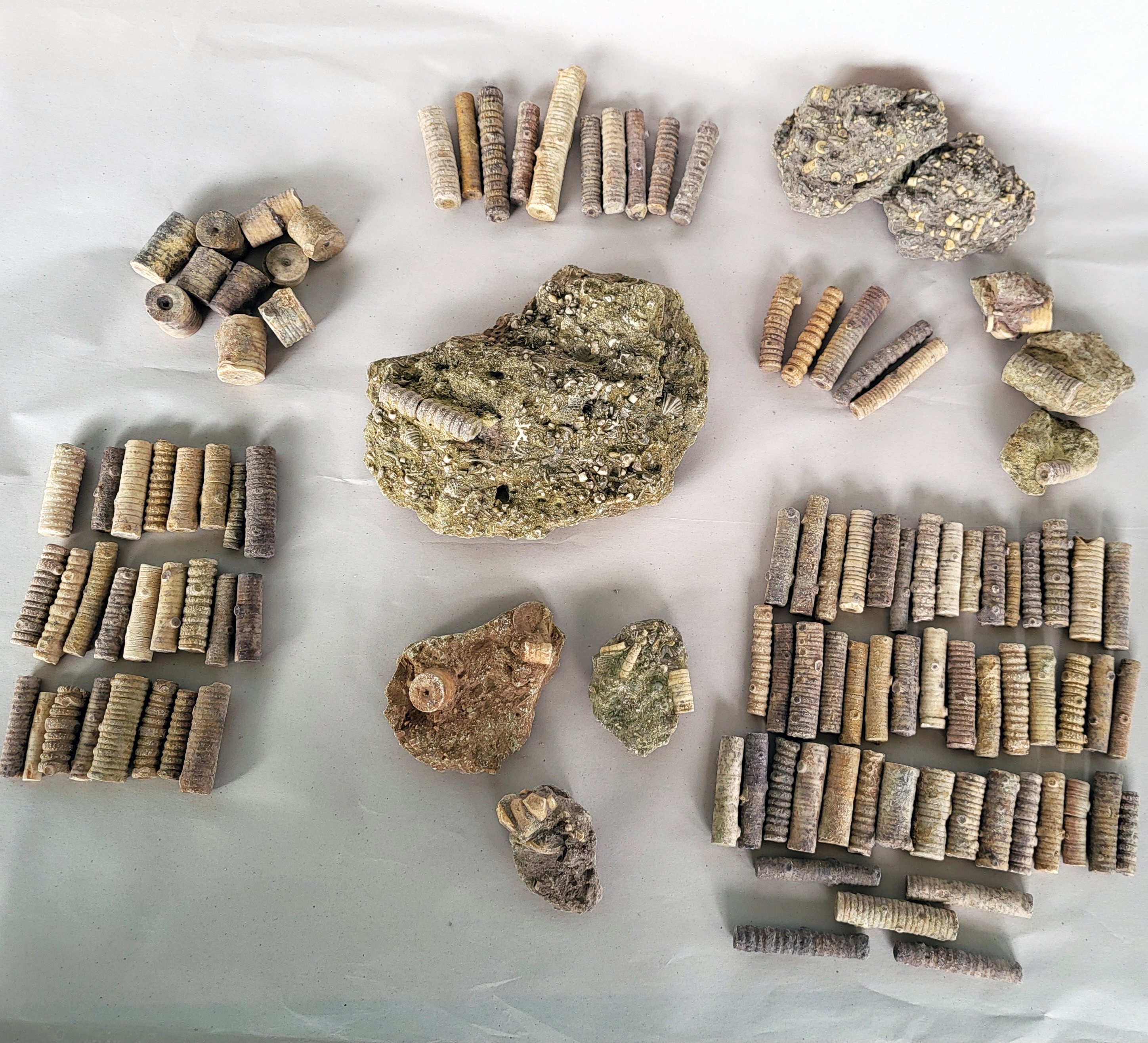Crinoid Fossil Specimens - Free US Shipping Crinoid Fossil Specimens - Free US Shipping