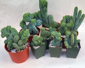 Crested Blue Candle Cactus, Choose Exact Plant - Free US Shipping