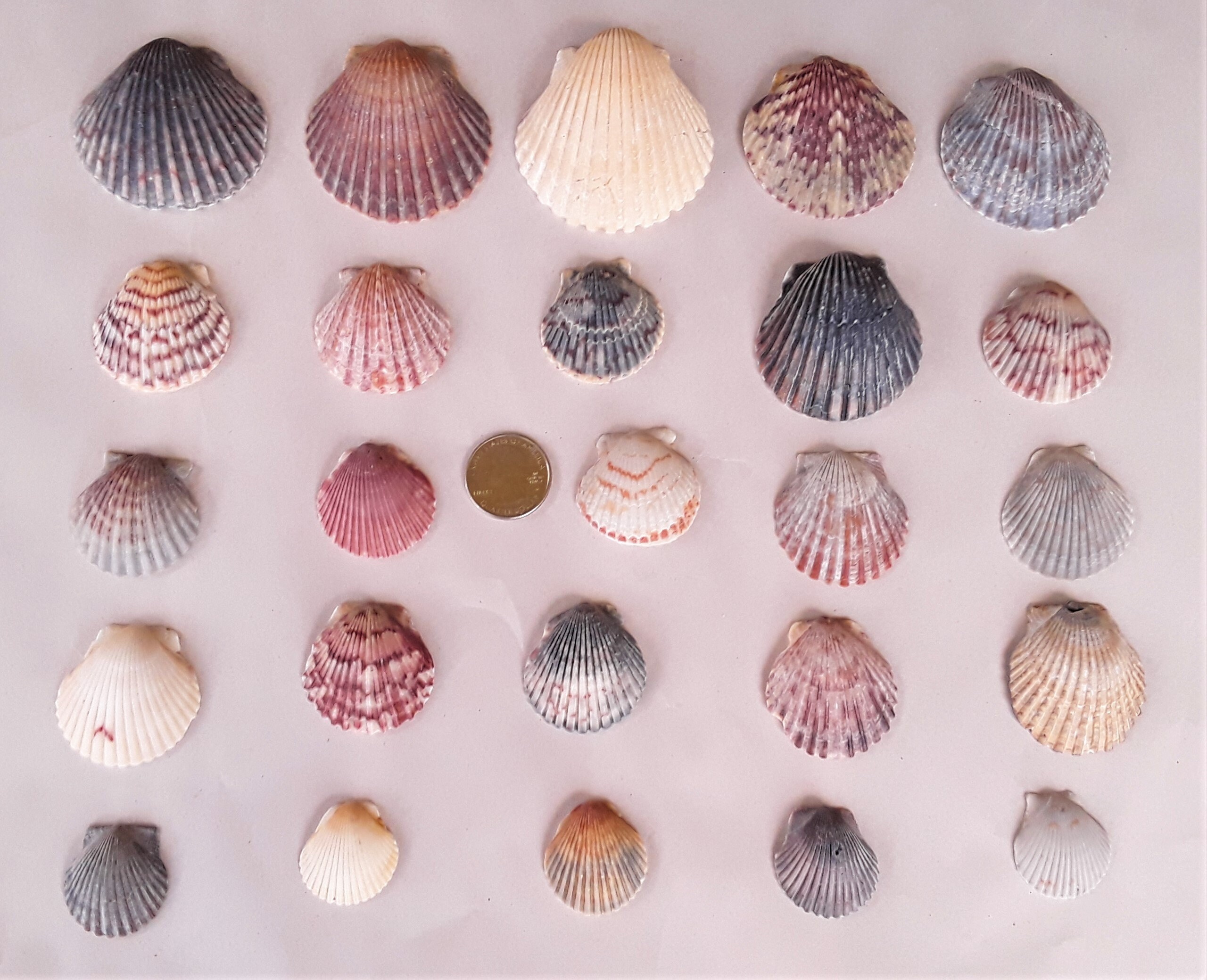 25 Scallop Seashells 4 Size Options FREE US Shipping