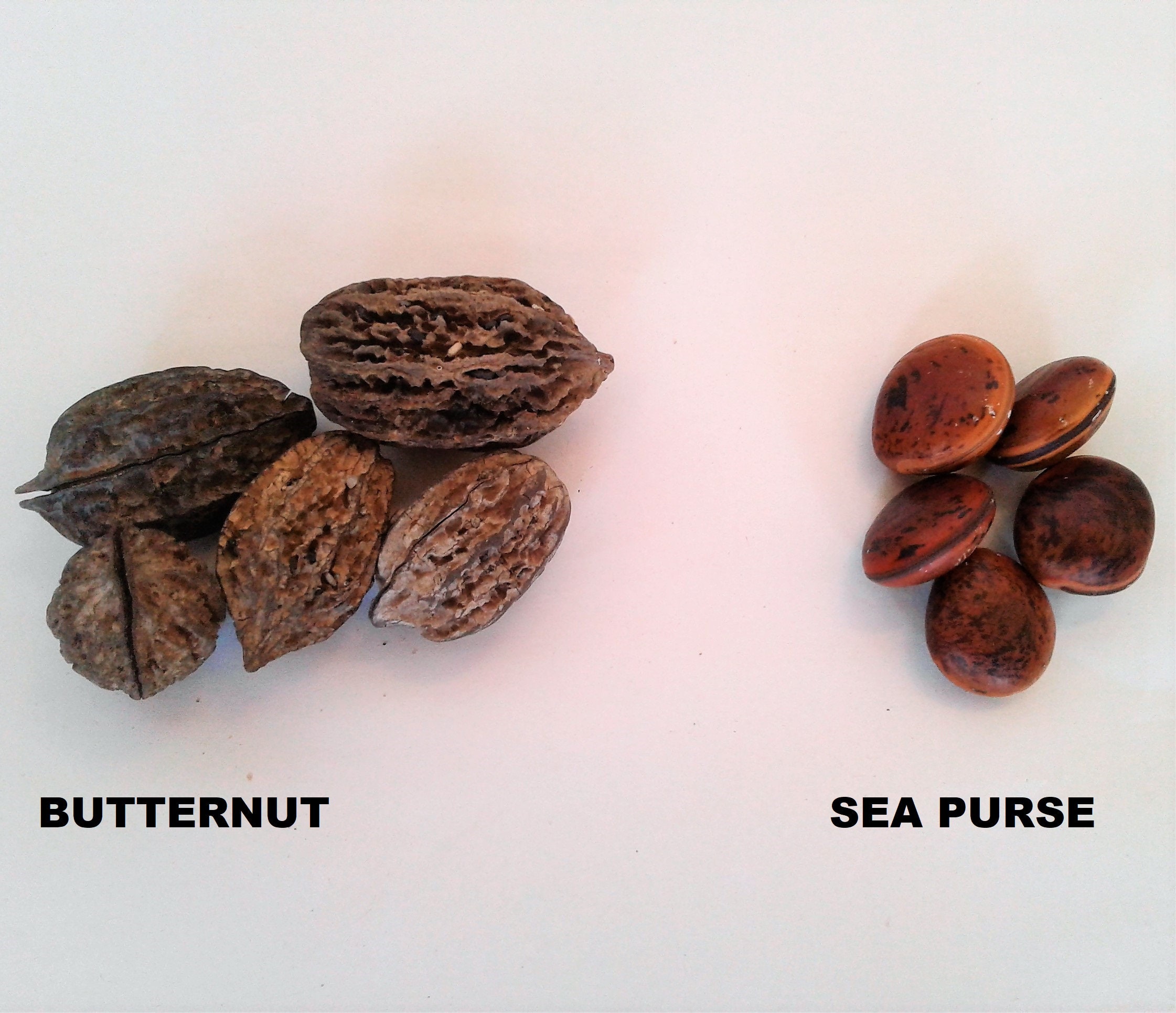 Drift Seed / Sea Bean Assortment